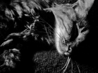 Hemes  The Cat20100518 0076